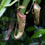 Pitcher plant cups